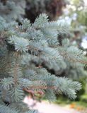 Ель колючая голубая Picea pungens