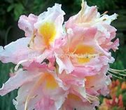 Азалия «Cecile» Rhododendron (Azalea) ‘Cecile’